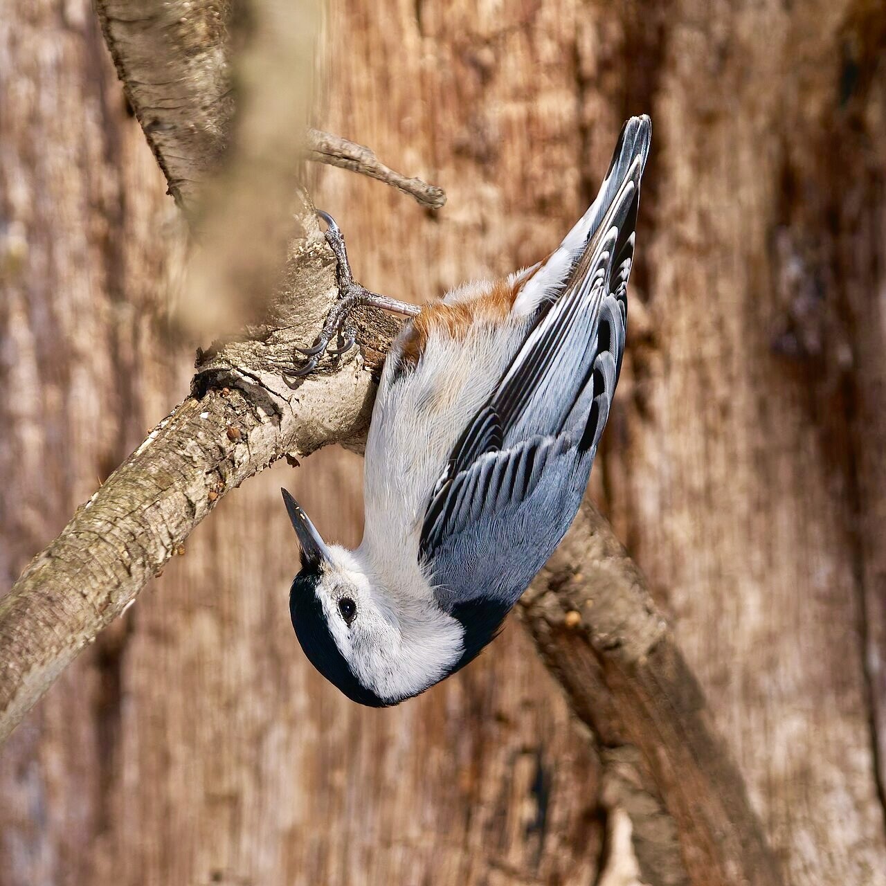 White-breasted nuthatch. Cedar Hill Cemetery. Hartford, CT USA by Paul Danese is licensed under CC BY-SA 4.0.